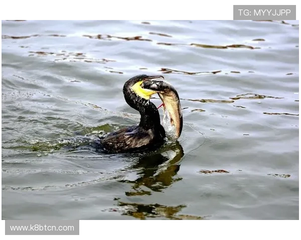 掌握K8电玩捕鱼的最佳策略，提升捕鱼成功率享受更多精彩奖励